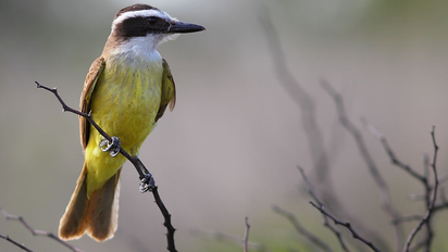 Qué significa escuchar el canto del benteveo