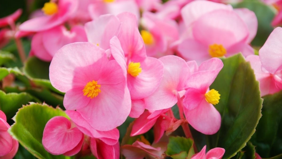 La begonia es la opción ideal para quienes pensaban que la sombra era enemiga de las flores.
