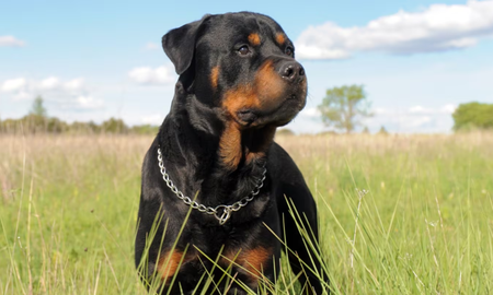 Una mujer de 85 años murió tras ser atacada por sus rottweiler. Una mujer de 85 años murió tras ser atacada por sus rottweiler.