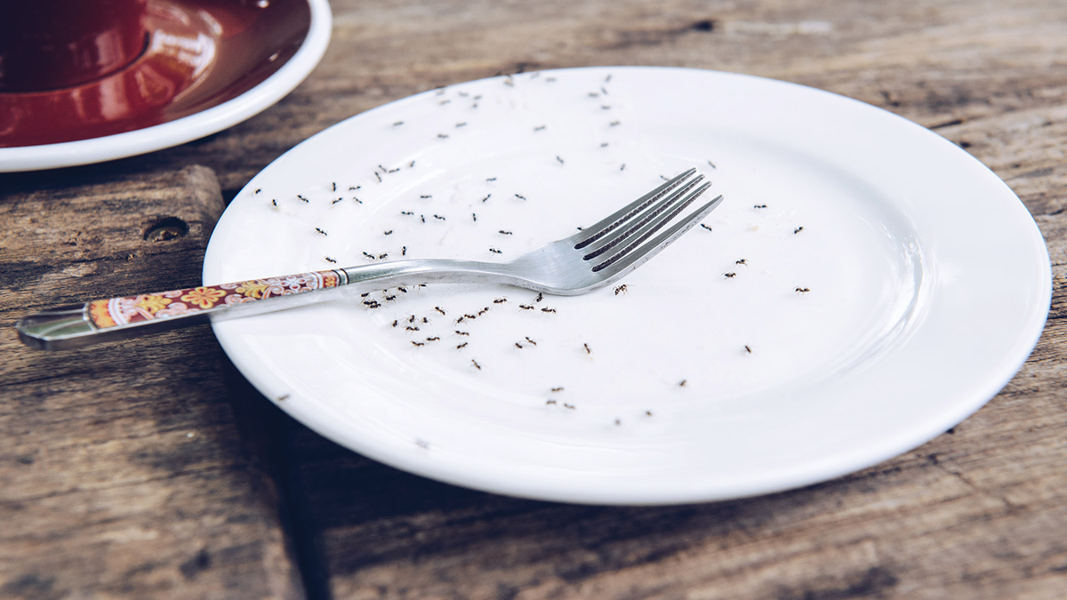 Cómo eliminar las hormigas en la cocina y alejarlas para siempre