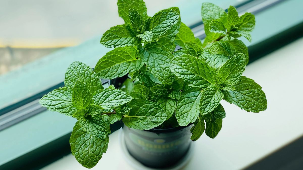 La menta crece rápido y aporta frescura y aroma a cualquier rincón.