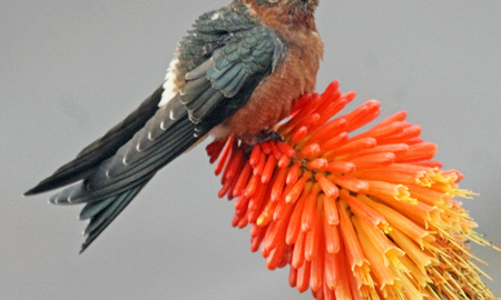 Dónde hay colibrís Dónde hay colibrís