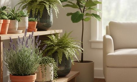 La planta de fácil cuidado y que ayuda a dormir mejor. La planta de fácil cuidado y que ayuda a dormir mejor.