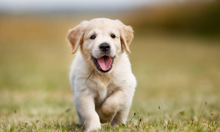 Cómo debés preparar tu casa para la próxima llegada de tu mascota Cómo debés preparar tu casa para la próxima llegada de tu mascota