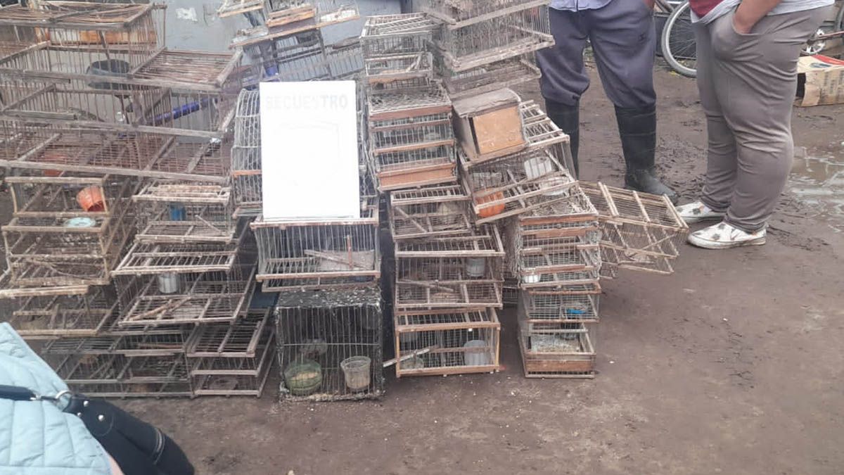 A raíz de esta situación, personal de fauna le labró al dueño de la casa un acta de infracción a la ley 4.830.