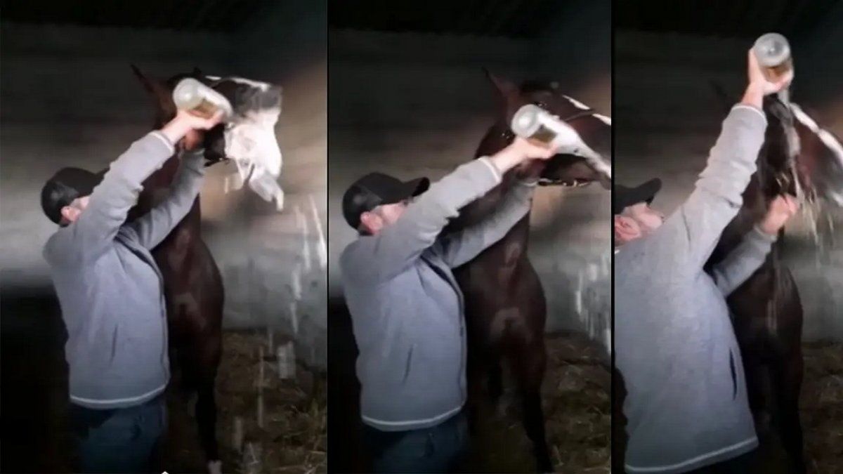 Maltrato animal: obligó a su caballo a tomar champagne y lo filmó