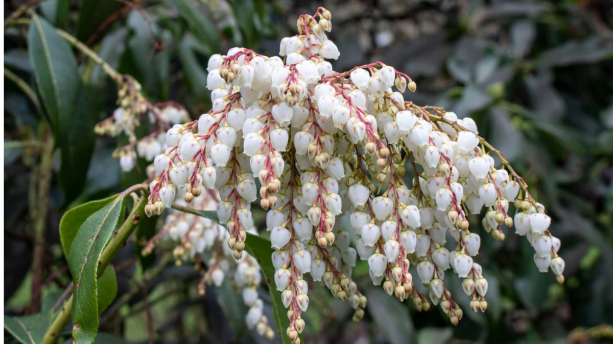 Pieris Japónica Pieris Japónica