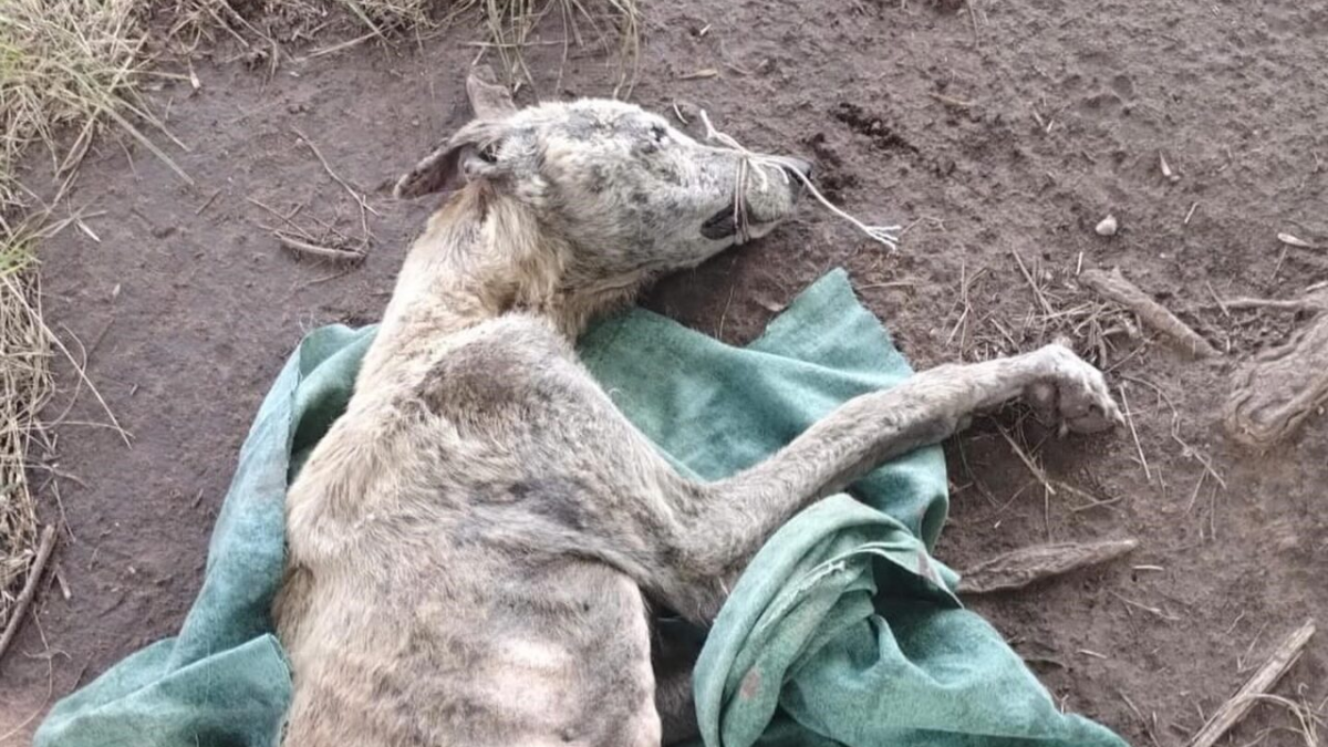 La flaca fue encontrada con vida