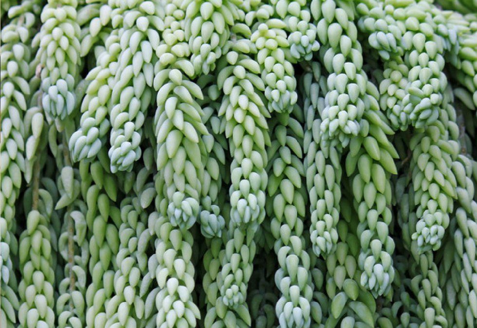 Cola de burro: la planta mexicana que no puede faltar en tu colección