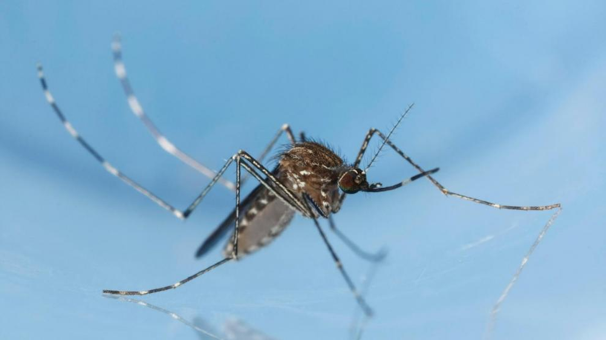 Qué es el virus Mayaro