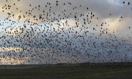 Misterio: cientos de aves muertas cayeron del cielo en México Misterio: cientos de aves muertas cayeron del cielo en México