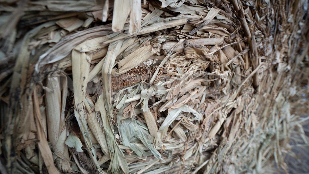 El alimento de las vacas por la sequía.