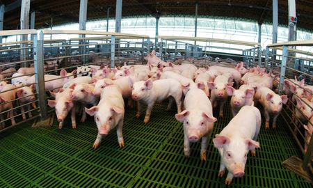 crece la competitividad del sector porcino: el gobierno destaca el financiamiento en creditos crece la competitividad del sector porcino: el gobierno destaca el financiamiento en creditos