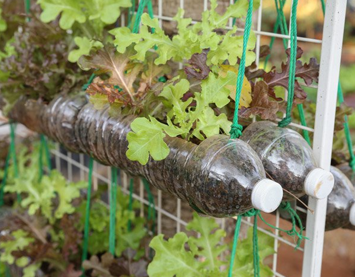 Construí tus propias macetas con botellas de plástico. Construí tus propias macetas con botellas de plástico.