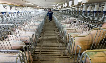 Los productores de carne de cerdo en Santa Fe están en jaque ante la situación económica actual. Los productores de carne de cerdo en Santa Fe están en jaque ante la situación económica actual.