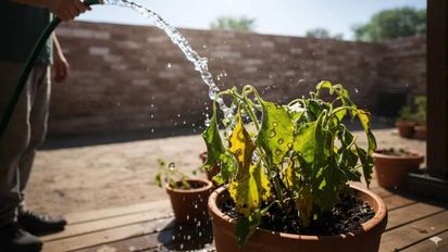 El error más común que mata tus plantas en verano y casi no te das cuenta