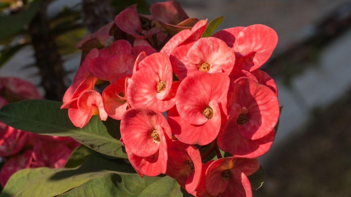 Con estos cuidados, la corona de Cristo puede dar flores durante gran parte del año.