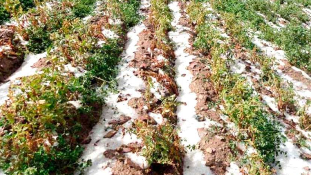 Fotos del invierno extremo que enfrenta Bolivia. Fotos del invierno extremo que enfrenta Bolivia.