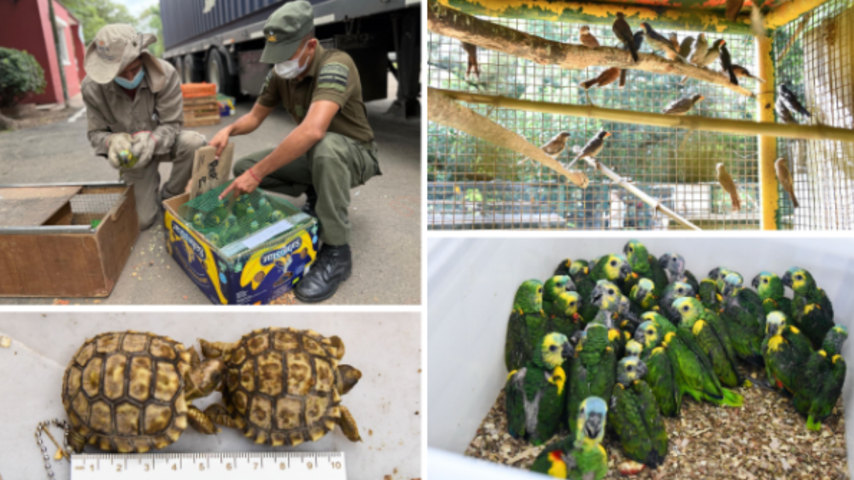 M&aacute;s de 500 animales silvestres, como tortugas y loros, fueron rescatados durante un operativo vial en Santa Fe. Cr&eacute;dito: Gobierno de Santa Fe.