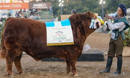 Aire de Santa Fe | LimangusPALERMOGC,