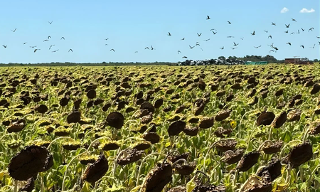 girasol bajo ataque: claves de manejo para reducir perdidas por palomas y cotorras girasol bajo ataque: claves de manejo para reducir perdidas por palomas y cotorras