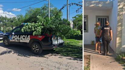 Sauce Viejo: denunció a su ex por violencia de género y la policía descubrió plantas de marihuana