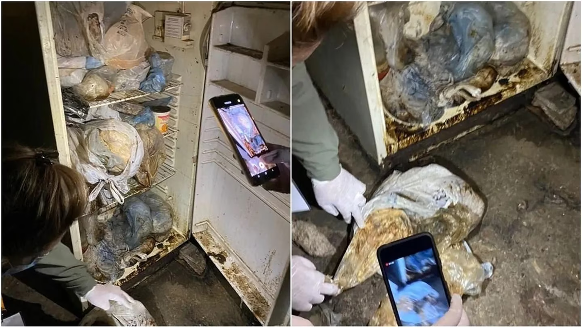Dentro de la heladera que se encontró en el domicilio, hallaron restos en descomposición de animales muertos.