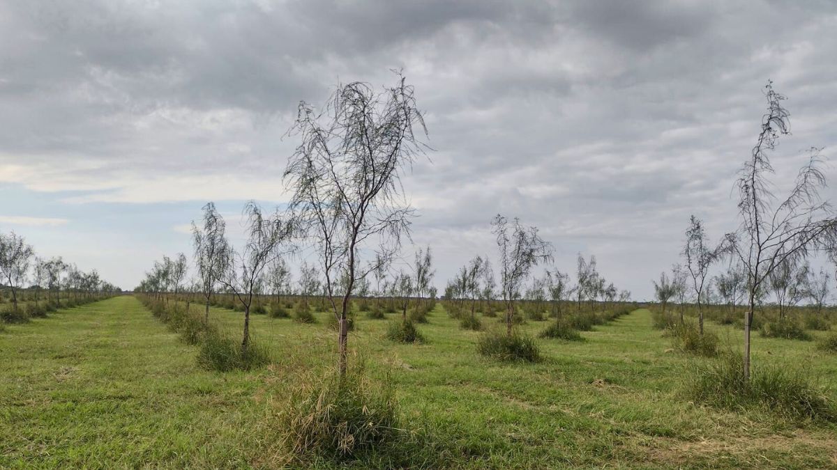 El cambio habilita proyectos con fines productivos. En Marcos Juárez, por ejemplo, se concretó una plantación de pecán. El cambio habilita proyectos con fines productivos. En Marcos Juárez, por ejemplo, se concretó una plantación de pecán.