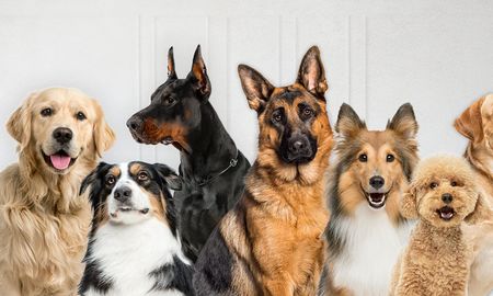 Cómo eliminar las pulgas y garrapatas de tu perro con un truco casero seguro y efectivo Cómo eliminar las pulgas y garrapatas de tu perro con un truco casero seguro y efectivo