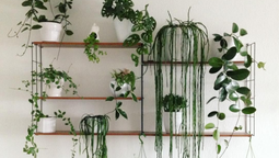 altText(5 plantas de interior que son tendencia y decoran tu casa)}