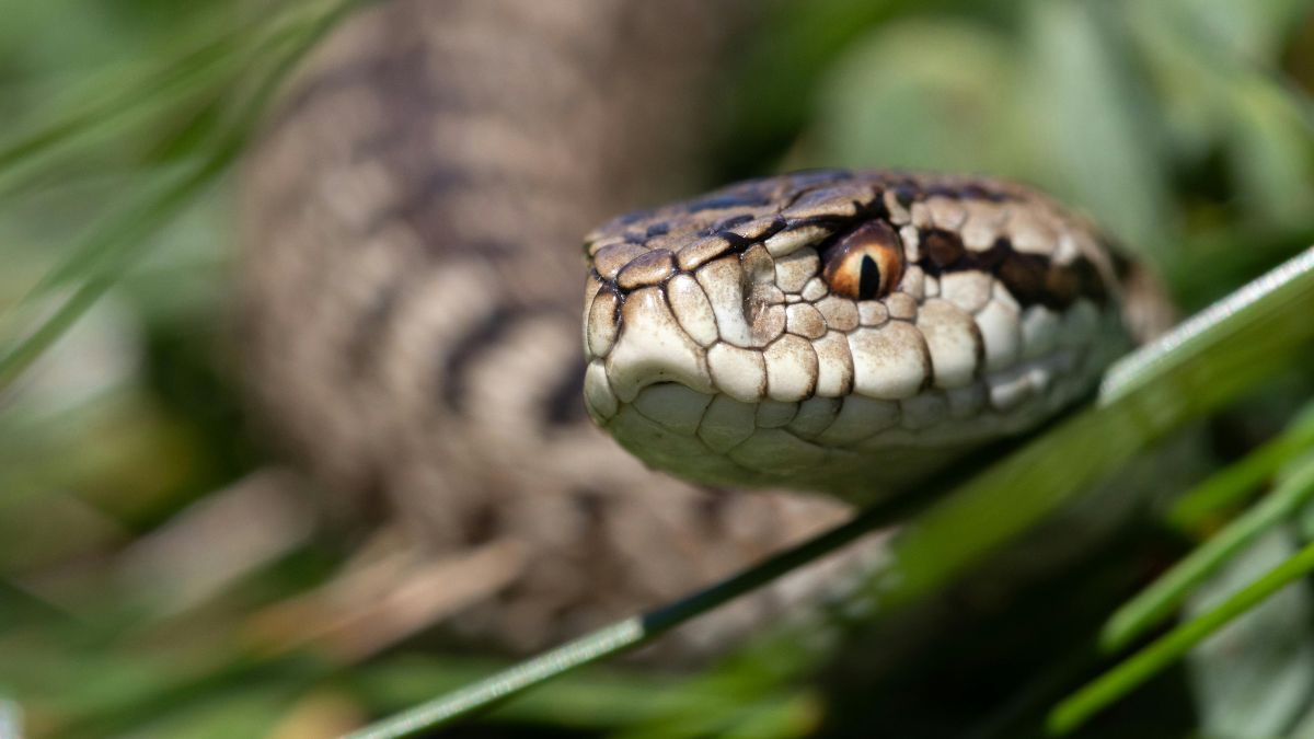 Qué significa soñar con víboras es una pregunta frecuente.