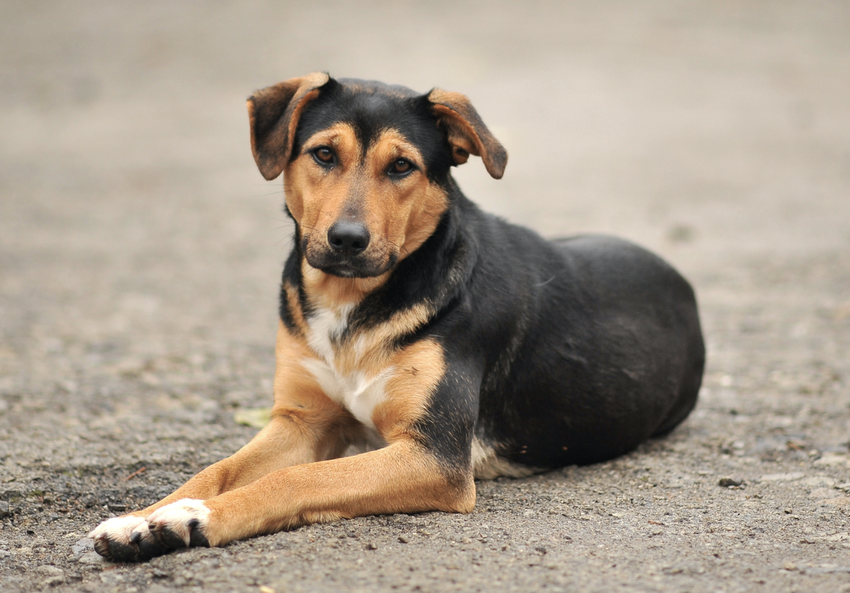 El hombre habría sufrido un accidente y sin la ayuda de los perros podría haber muerto