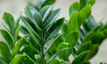 ¿Buscás una planta que resista todo? La Zamioculca es la reina de la supervivencia y la elegida por los santafesinos que aman el verde sin complicaciones. ¿Buscás una planta que resista todo? La Zamioculca es la reina de la supervivencia y la elegida por los santafesinos que aman el verde sin complicaciones.