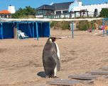 Pingüinos en Miramar Pingüinos en Miramar