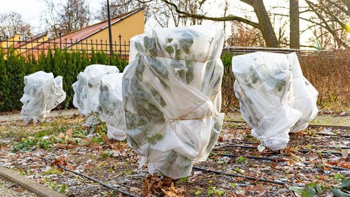 Cubrir las plantas, mover las macetas y usar trucos caseros son algunas de las claves para evitar que el frío extremo las arruine durante el invierno. Cubrir las plantas, mover las macetas y usar trucos caseros son algunas de las claves para evitar que el frío extremo las arruine durante el invierno.