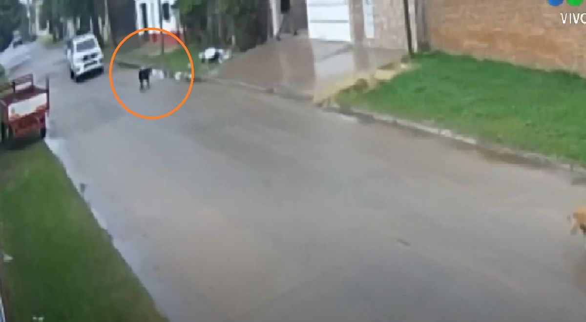 Indignación por el policía que atropelló y mató intencionalmente a un perro en Corrientes