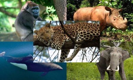 un millon de especies estan amenazadas de extincion un millon de especies estan amenazadas de extincion