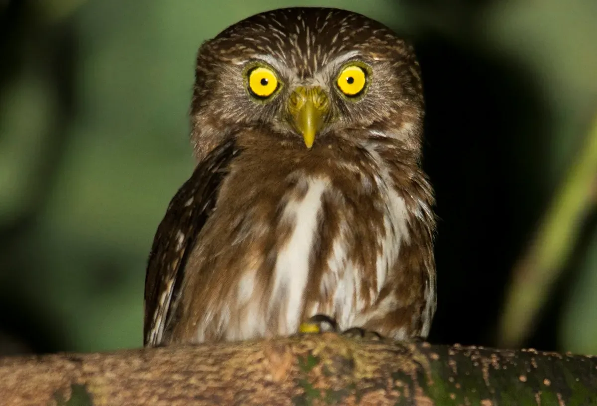 Esta es la lechuza más habitual en Argentina.