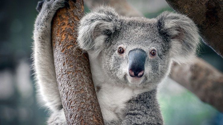 Luego de un incendio, más de 700 koalas fueron sacrificados en Australia. Luego de un incendio, más de 700 koalas fueron sacrificados en Australia.