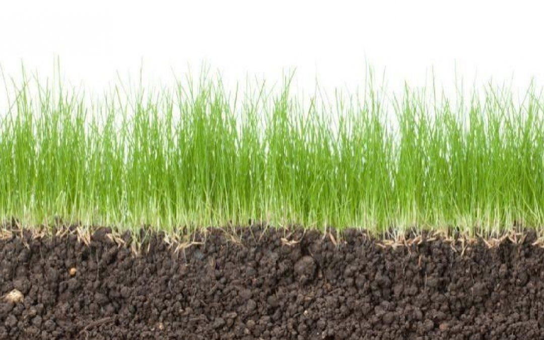 Por qué se pudren las plantas y cómo evitarlo