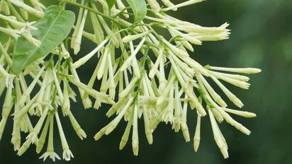 La planta que perfuma las noches de verano y resiste el calor extremo