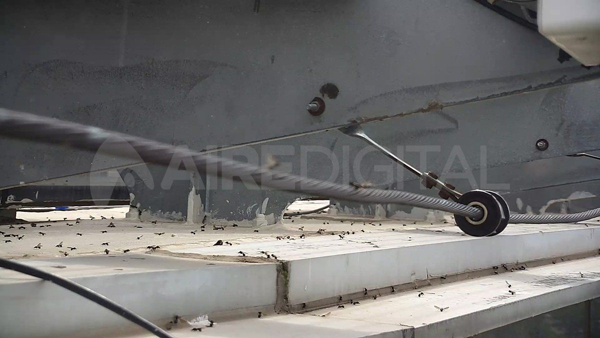 Llegaron a Santa Fe las hormigas voladoras.