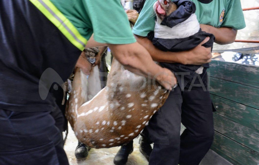 Piden que se informé sobre los centros de caza de los ciervos en la provincia de Santa Fe.