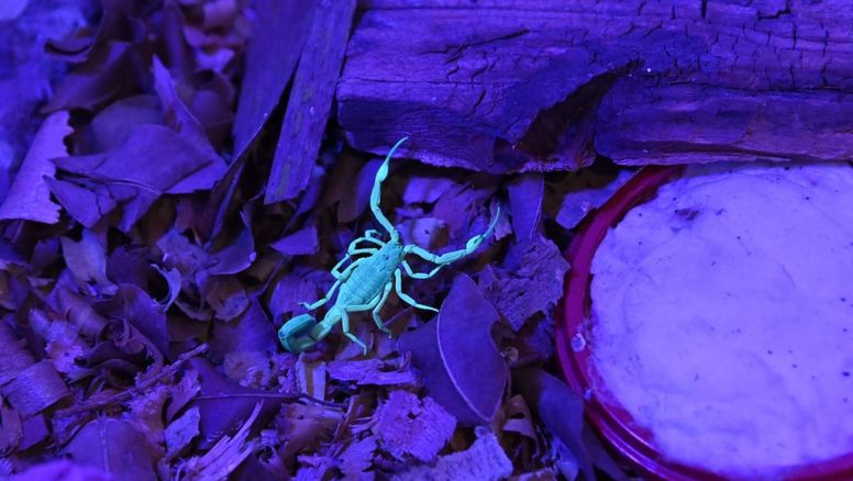 Alacranes y prevención: cómo trabaja Santa Fe para producir suero antiescorpiónico