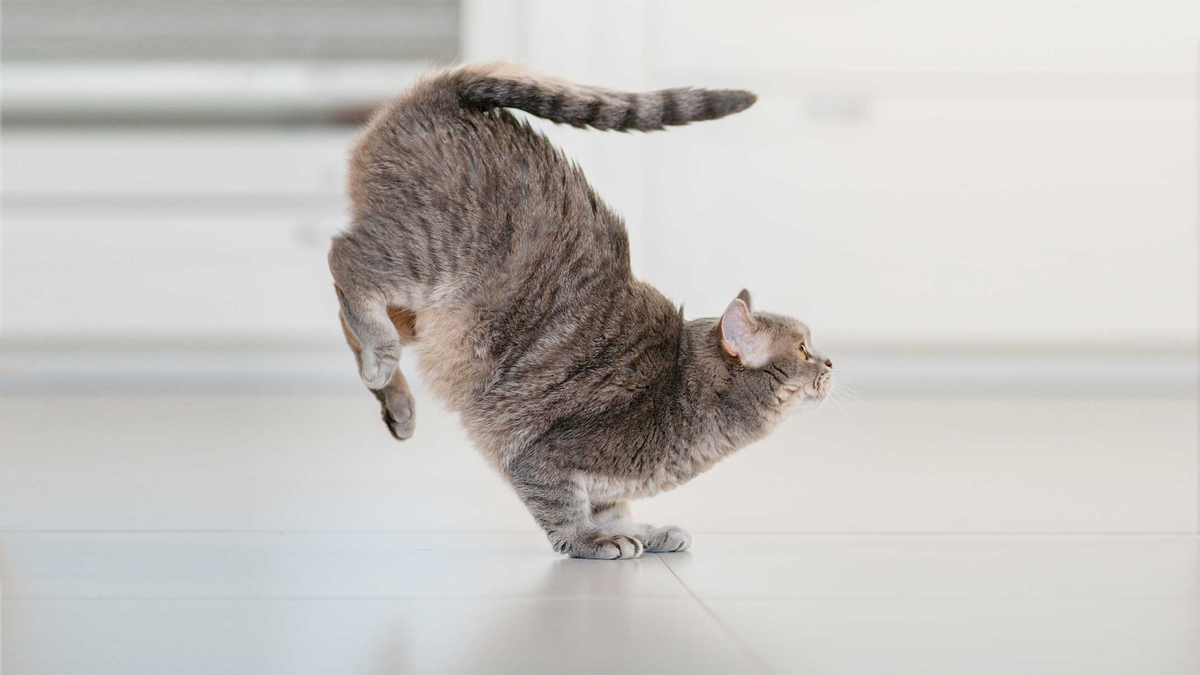 La verdad detrás del mito: por qué los gatos caen de pie