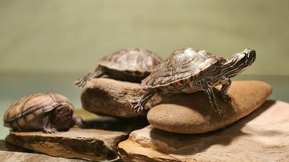 Qué significa soñar con tortugas y por qué aparece este animal en tus sueños