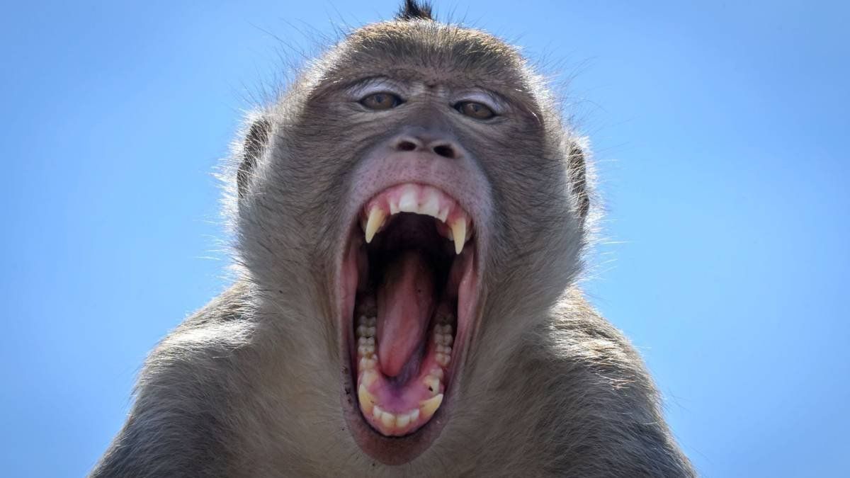 Increíble: mono mató a un hombre de un ladrillazo en la cabeza