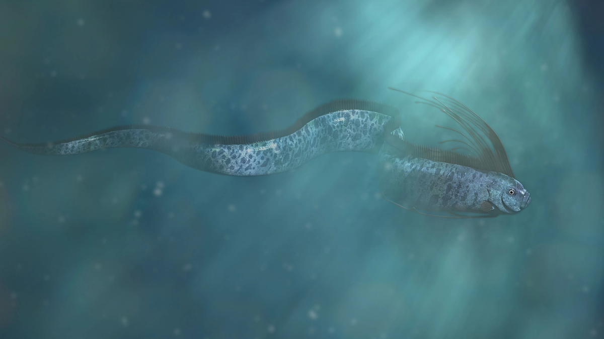 Apareció un pez remo mensajero del Dios del Mar y se encendieron todas las alarmas: anticipa terremotos