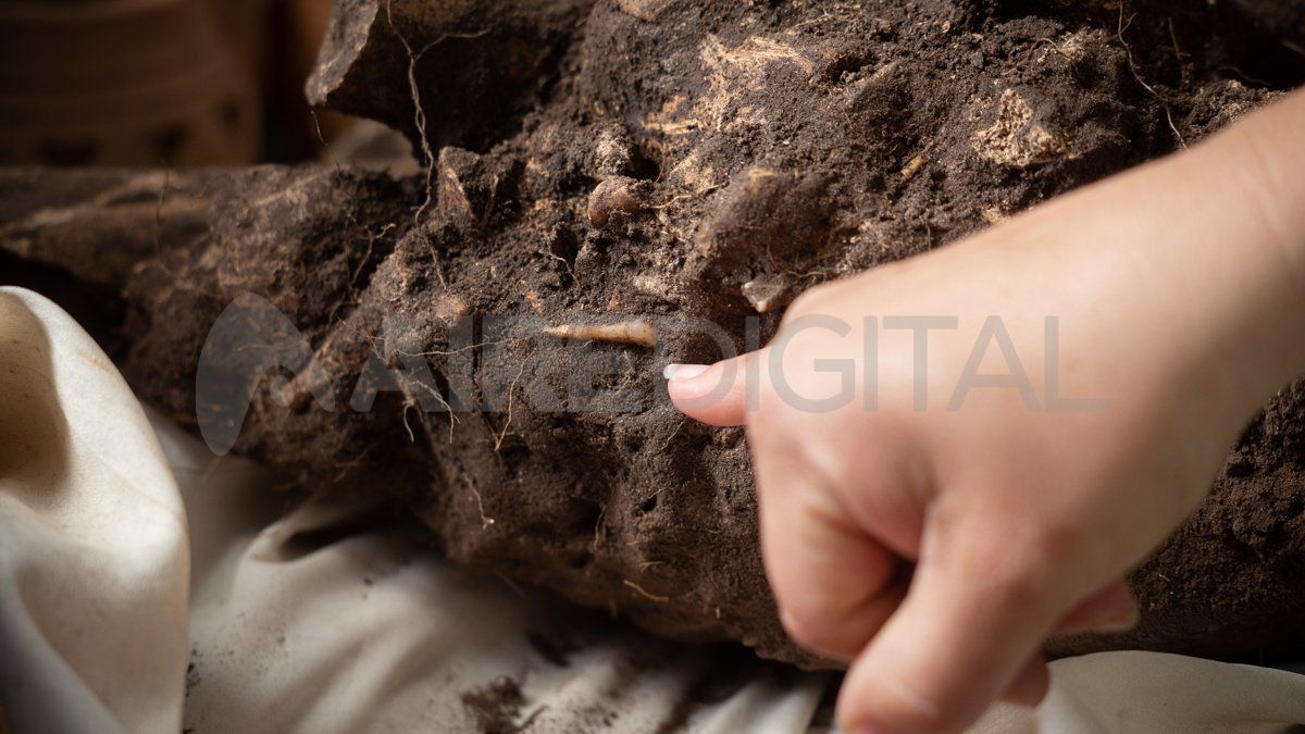 Uno de los paquetes secundarios hallados está conformado por restos óseos de un adulto y un niño de entre 6 y 7 años.