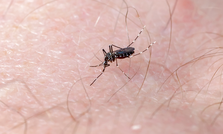 Aire de Santa Fe | Dengue-Envato (4).png